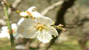 梅花5縮圖