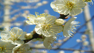 梅花1縮圖