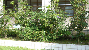 立鶴花3縮圖