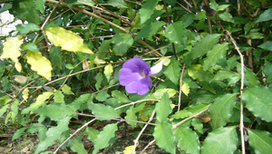 立鶴花2縮圖