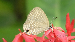 琉璃波紋小灰蝶-資源代表圖