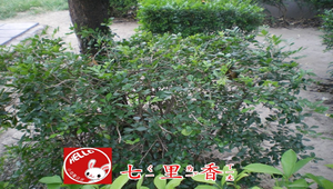 七里香-資源代表圖