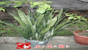 虎尾蘭-資源代表圖