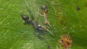 黑色蟻蛛-雌蛛-2-資源代表圖