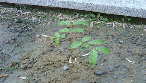 校園植物-桃花心木2-資源代表圖