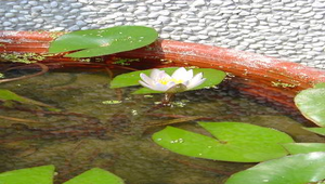 校園植物-布袋蓮-資源代表圖