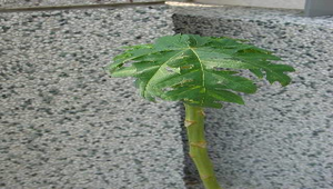 校園植物-木瓜樹-資源代表圖