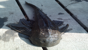 垃圾魚縮圖