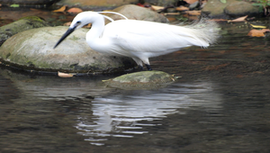 小白鷺縮圖