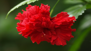 白波紋小灰蝶2縮圖