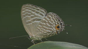 白波紋小灰蝶2縮圖