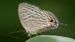 白波紋小灰蝶3縮圖