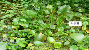 水生植物池的植物