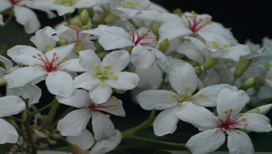 油桐花縮圖