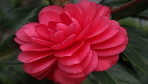 山茶花1縮圖
