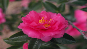 山茶花2縮圖