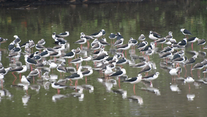 高蹺行鳥縮圖