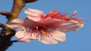 櫻花3縮圖