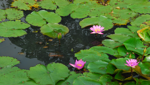 蓮花縮圖