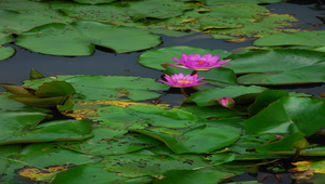 蓮花4縮圖