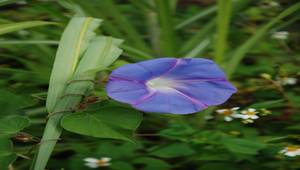 花縮圖