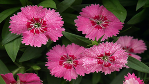 石竹花縮圖