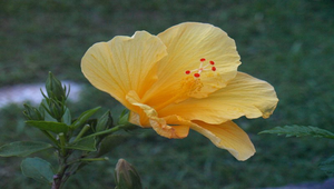 黃色朱槿縮圖