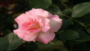 粉紅色玫瑰花縮圖