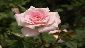 粉色玫瑰花縮圖