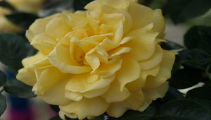 黃色玫瑰花縮圖