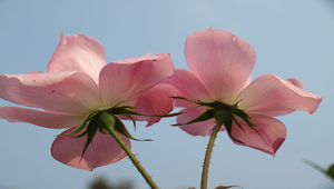 粉紅色玫瑰花縮圖