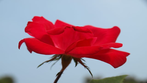 紅色玫瑰花縮圖