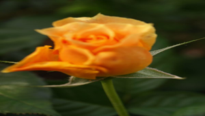 橘黃色玫瑰花縮圖