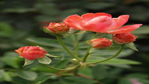 紅色玫瑰花縮圖