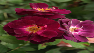 紫紅色玫瑰花縮圖