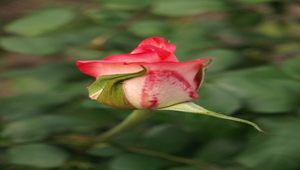 紅色玫瑰花縮圖