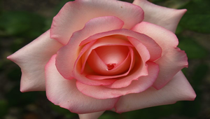 粉紅色玫瑰花縮圖