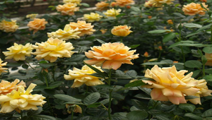 白色玫瑰花縮圖