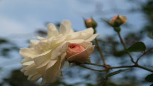 白色玫瑰花縮圖