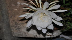 曇花縮圖