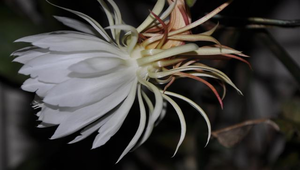 曇花縮圖