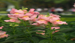 粉紅金魚草花縮圖