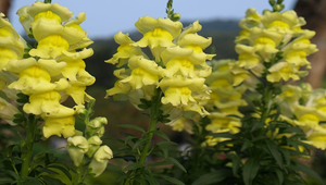 黃色金魚草花縮圖