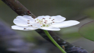 梨子花縮圖