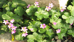 紫花酢漿草縮圖