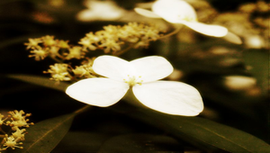 華八仙花縮圖