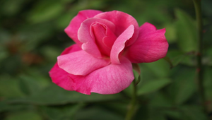 薔薇花縮圖