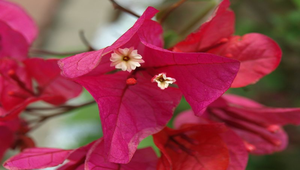 紅色九重葛花縮圖