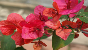 紅色九重葛花縮圖