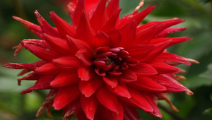 紅色大理花縮圖